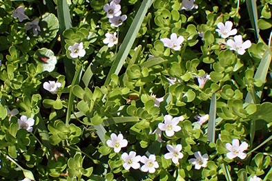 Bacopa monnieri